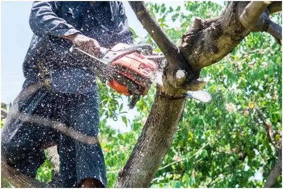 tree services Hillcrest